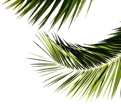 Beyond Orise leaves image